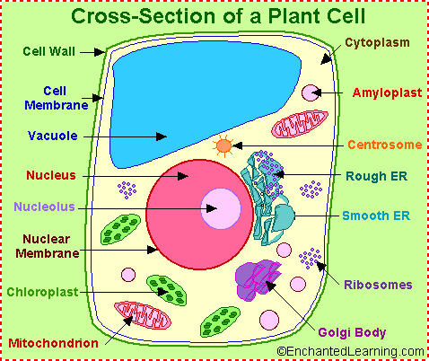 They both can be differentiated on the basis of the presence of organelles in them. Animal Cells And Plant Cells Cell Structure And Functions Class 8 Ncert Notes Cbse Class Notes Online Classnotes123