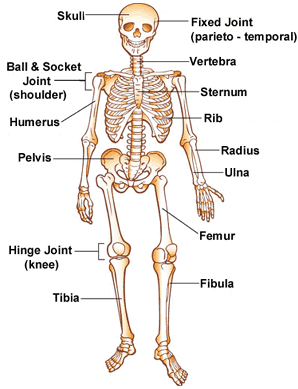 class 5 bones and muscles the skeletal system worksheet solved cbse class notes online classnotes123