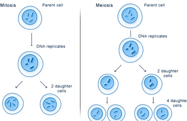 Solution Cell Division Class 9th Biology Cbse Studypool - Best Space Designs in Full HD