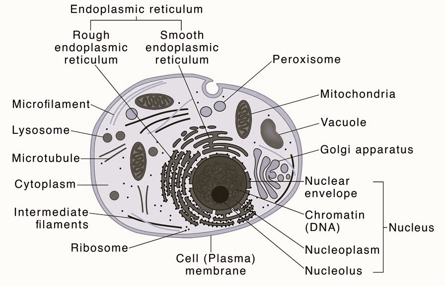 What is the diagram of eukaryotic cell