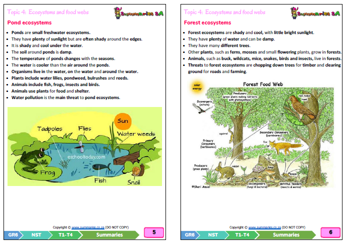 grade 6 natural sciences technology term 1 platinum classroom101
