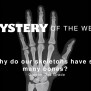 Why Do Our Skeletons Have So Many Bones? - ClassX