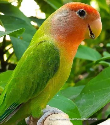 Non Ring Lovebird