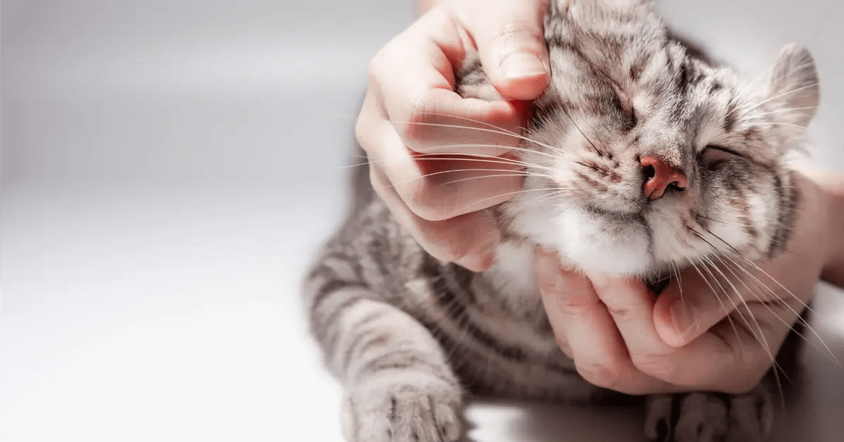 The cute grey and white tabby cat is being scratched.