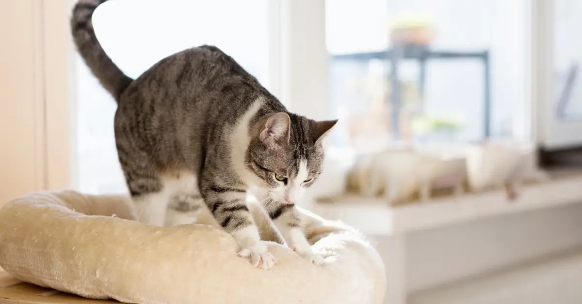 Kneading – it’s like watching your cat become a world-class baker, making tiny kitty biscuits with their adorable paws.