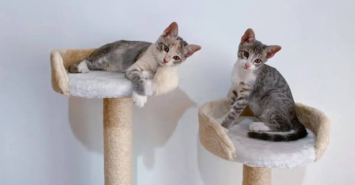 multiple kittens in a cat tree