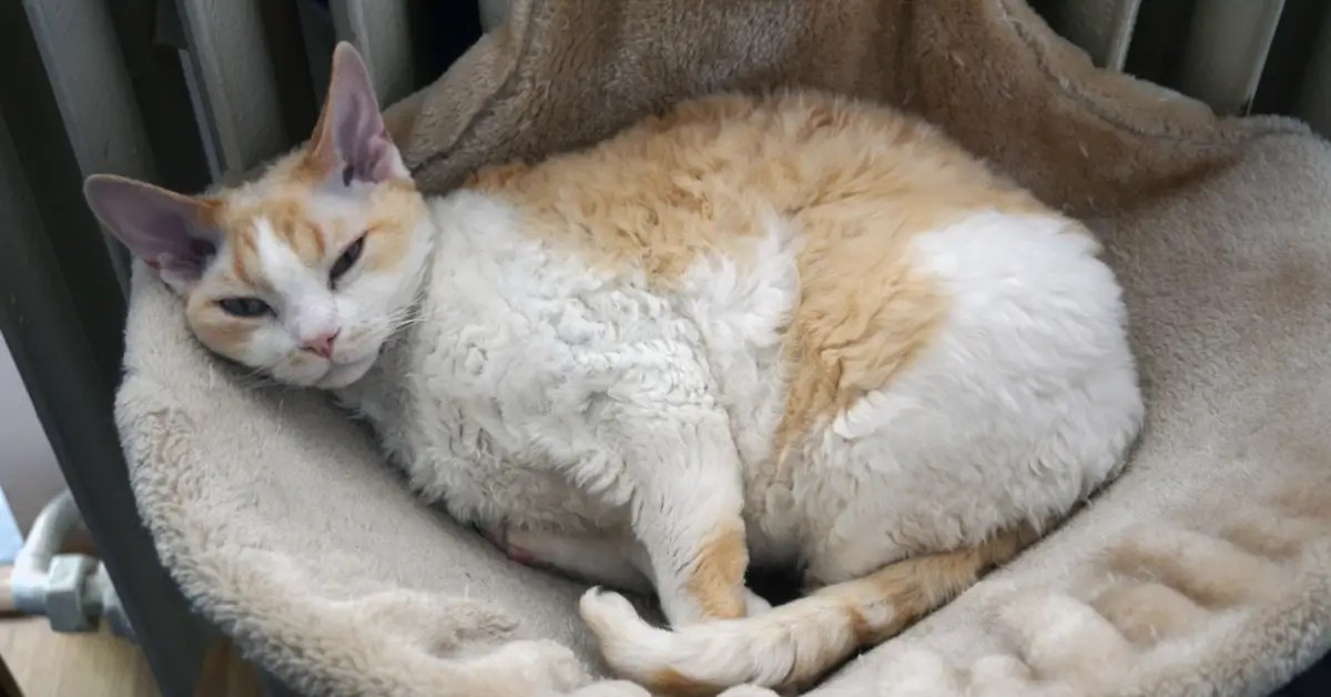 Devon Rex