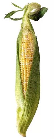 Corn, The Wonder Plant
