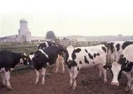 Got Milk?
