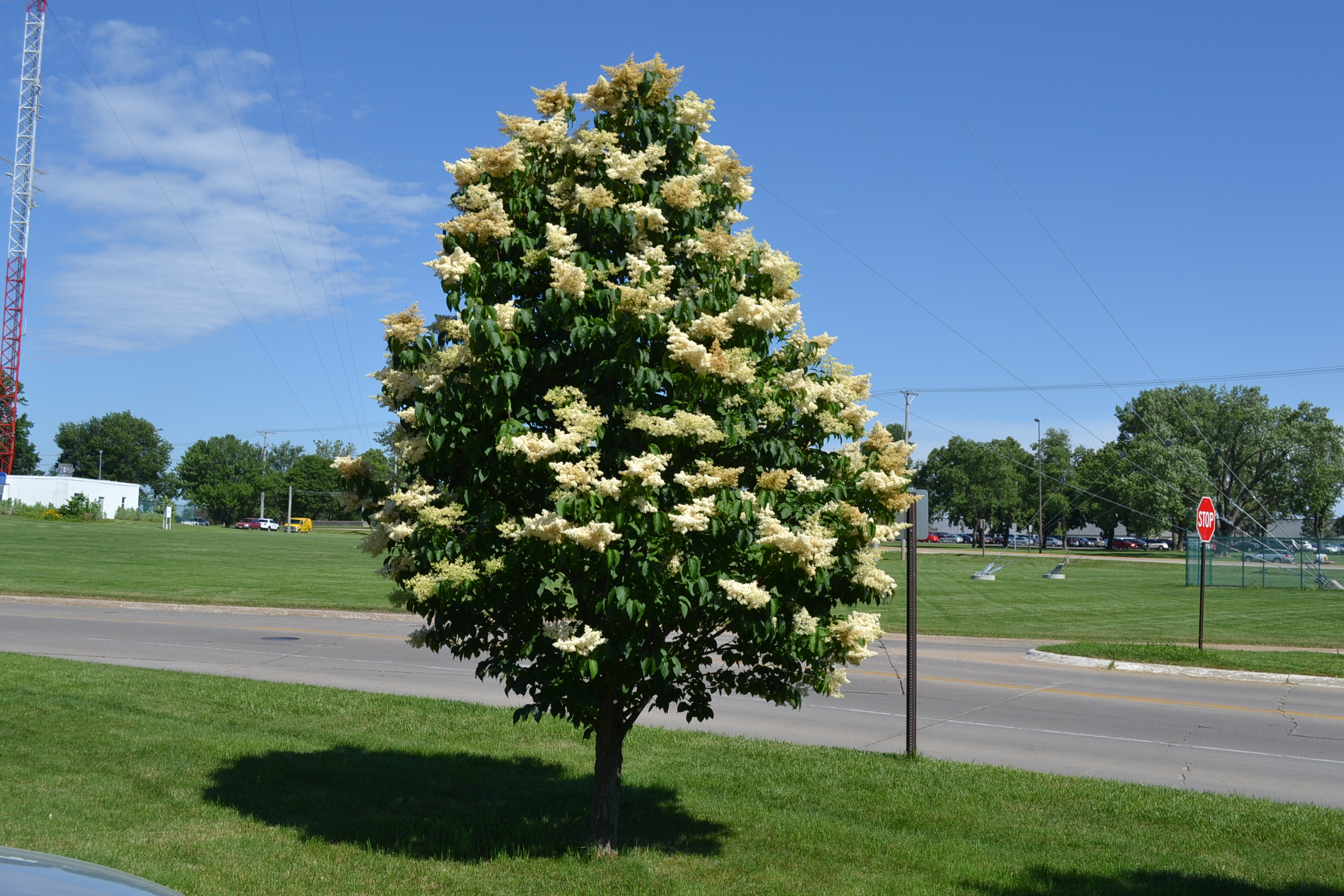 Japanese Tree Lilac Arboriculture
