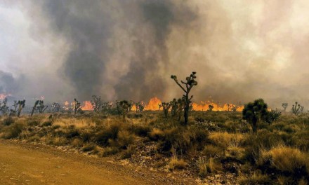 California York Fire Threatens Joshua Tree With Firenadoes