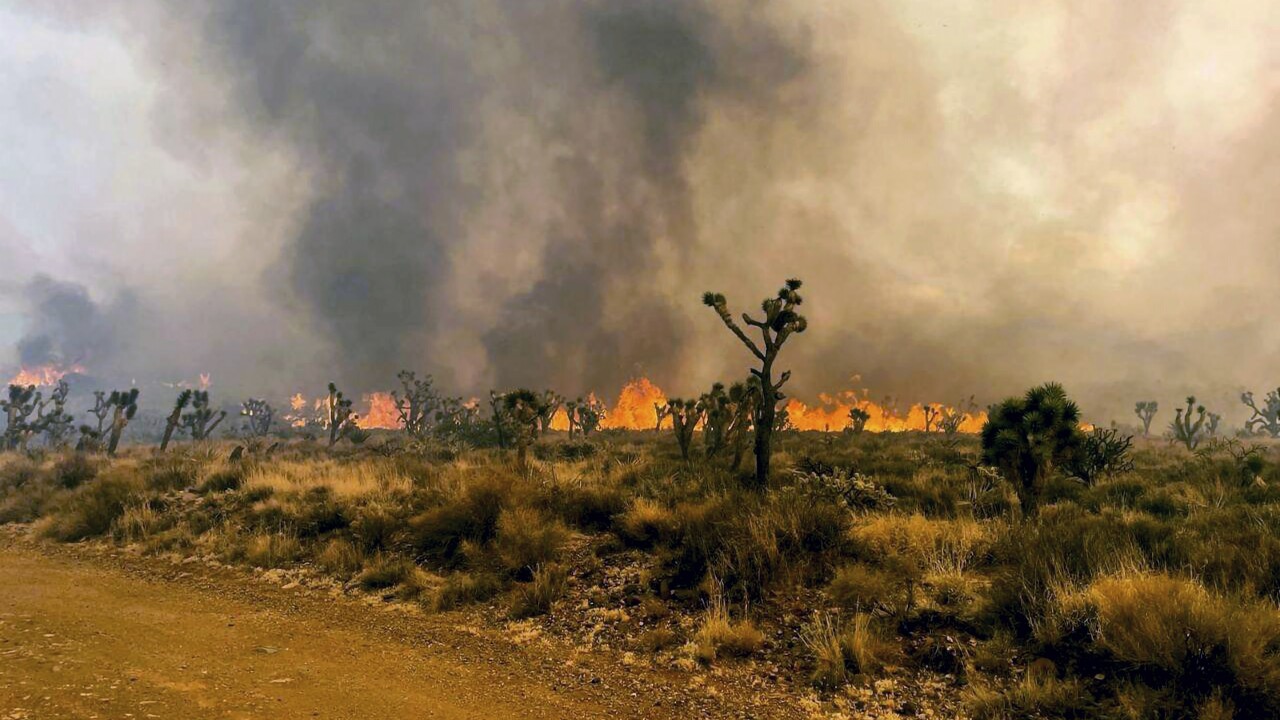 York Fire Joshua Tree