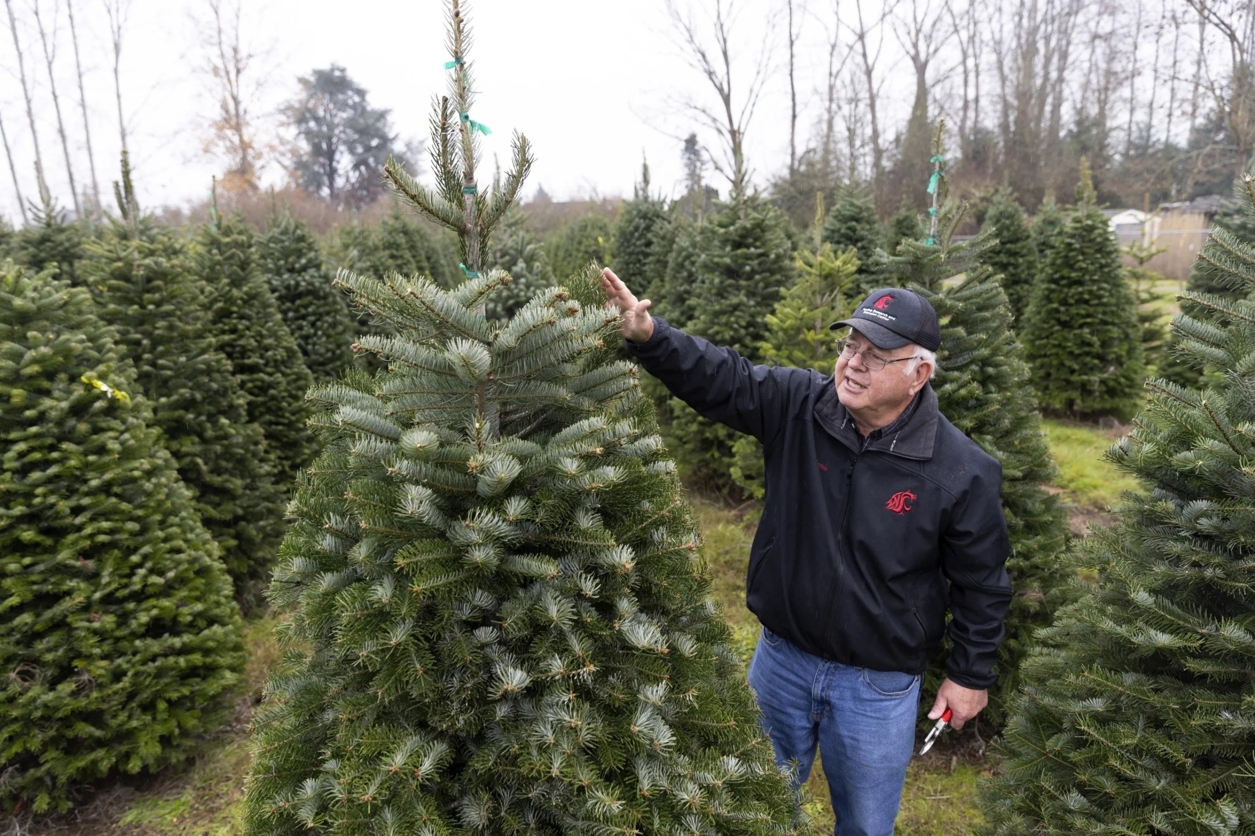 Christmas trees and global warming