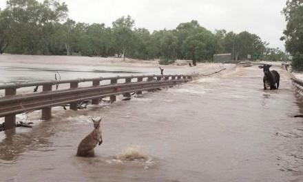 Over 150+ People Rescued from Eastern Australia Floods