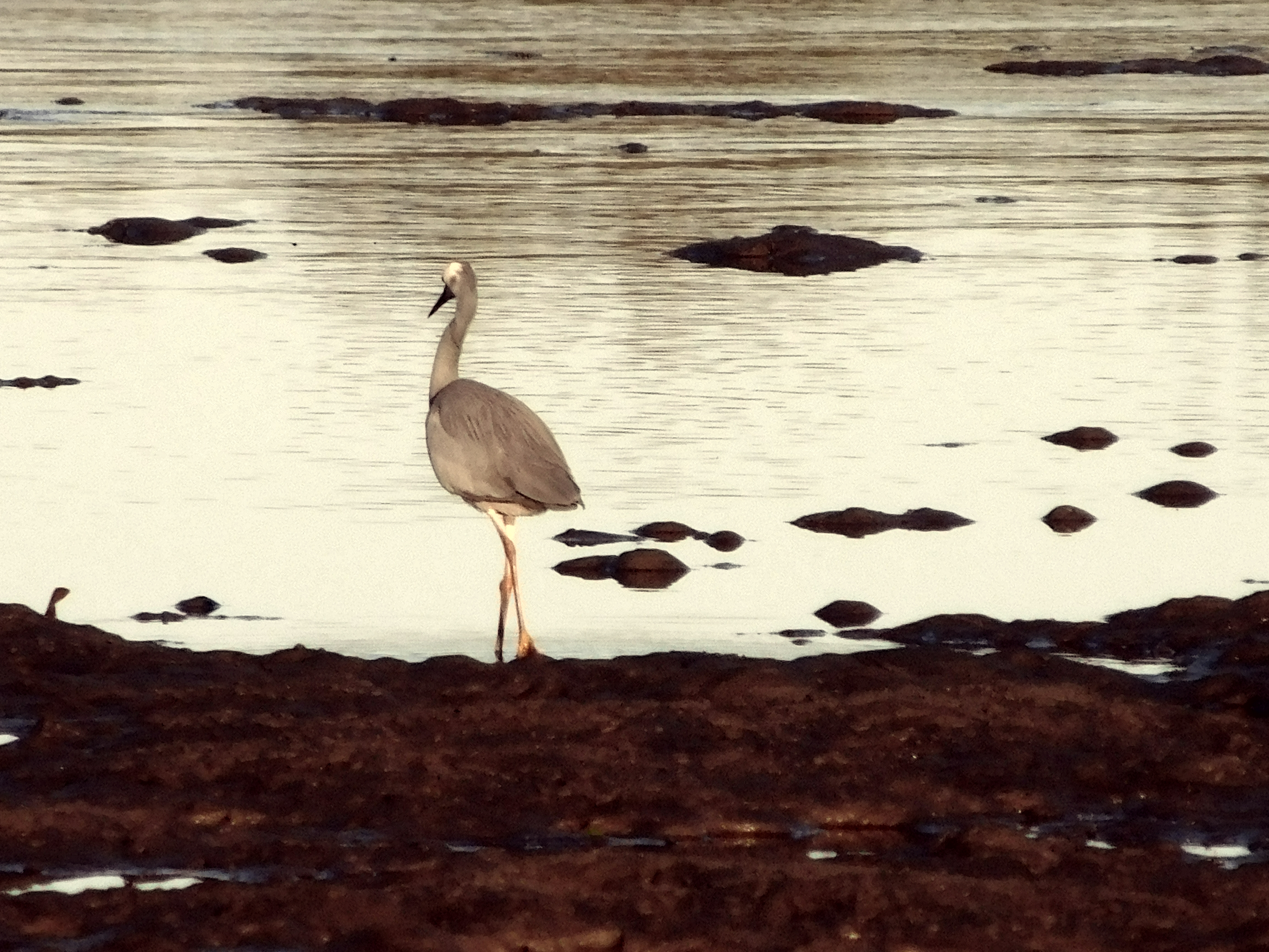 TIME FOR THE SILVERBIRD 4