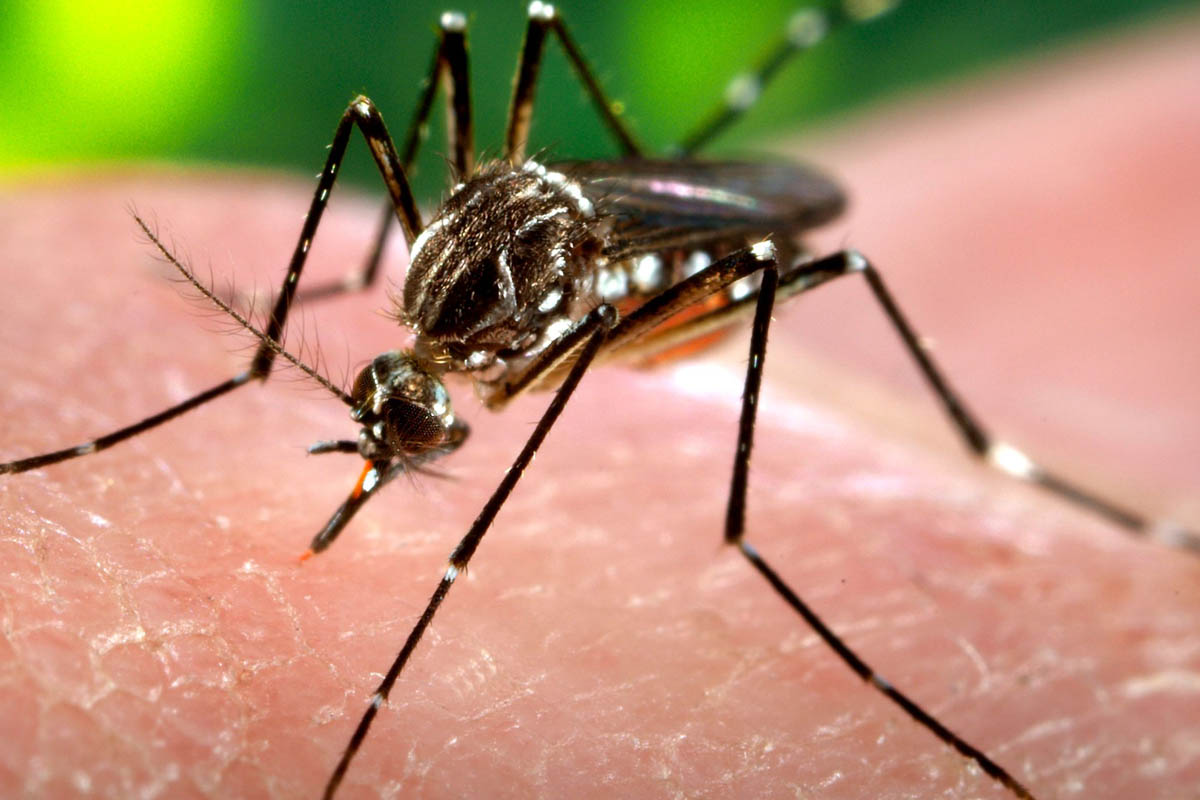 Dedetizadora Dengue: Proteja-se com a Dedetizadora Clean Tec Soluções