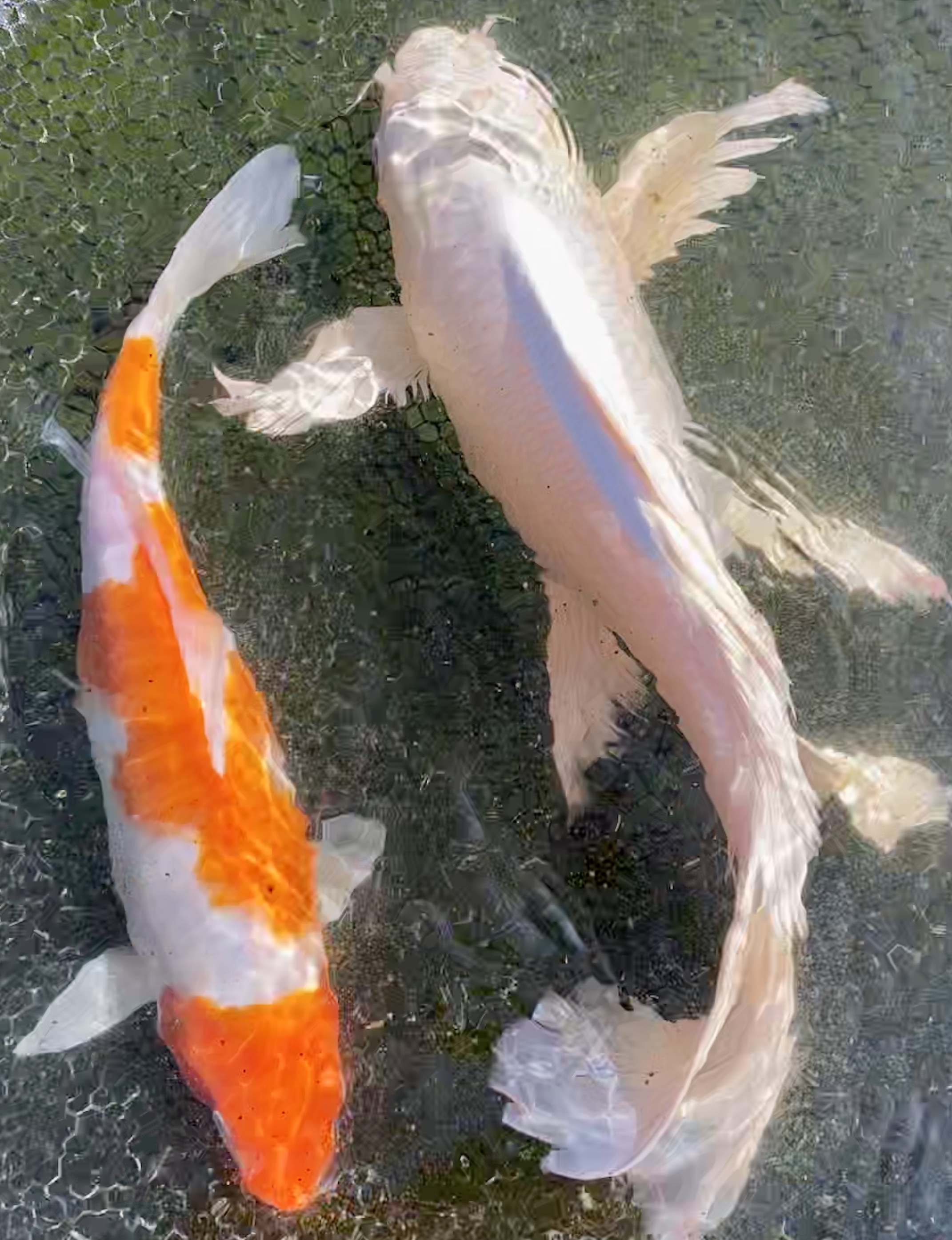 Don T Buy Koi Fish Review Of Water Garden Gems Marion Tx Tripadvisor While some new koi owners hear about the value of koi and want to sell their fish fish from backyard pond usually do not command high prices.