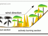 How Do Bushfires Occur And Progress Clearlyexplained
