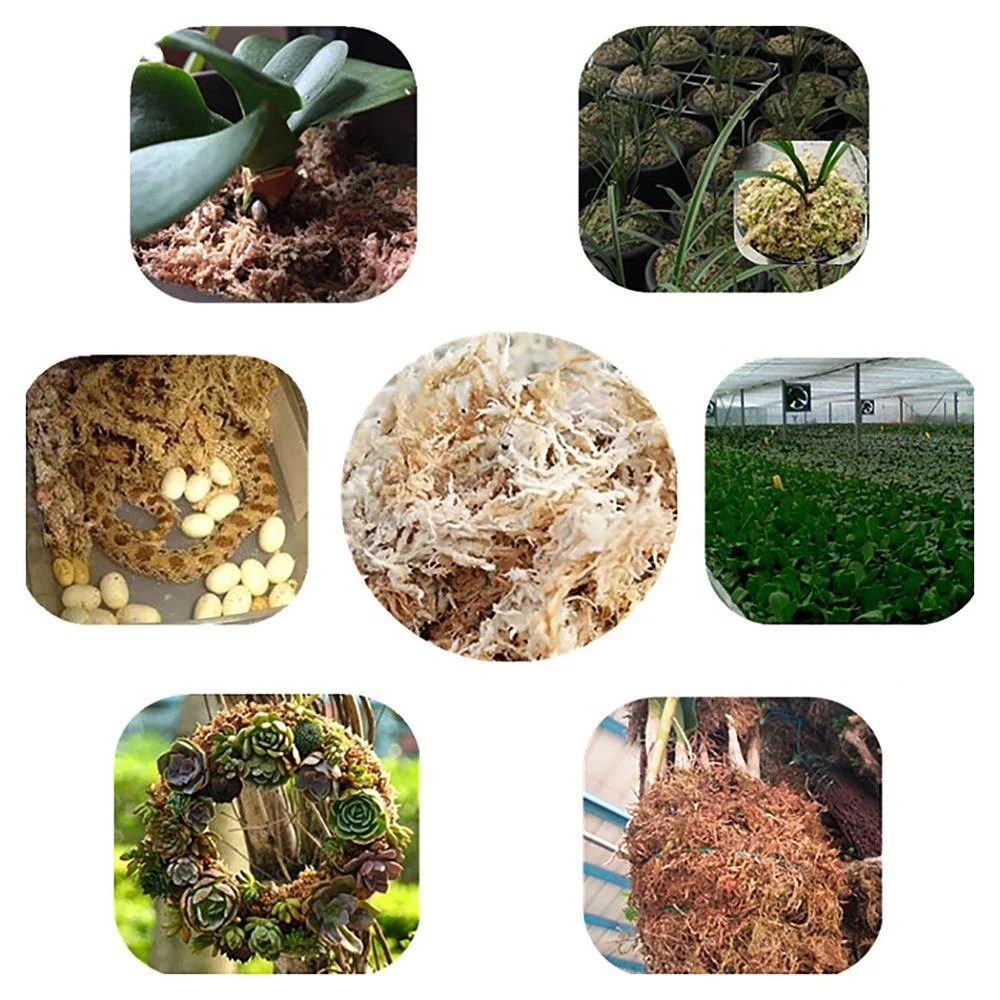 2 Pack Veenmos Tuin Bonsai Voeding Organische Meststof Voor Orchidee Phalaenopsis Musgo Veenmos Bloem Tuin