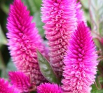 Celosia Intenz Classic - Clesen Wholesale