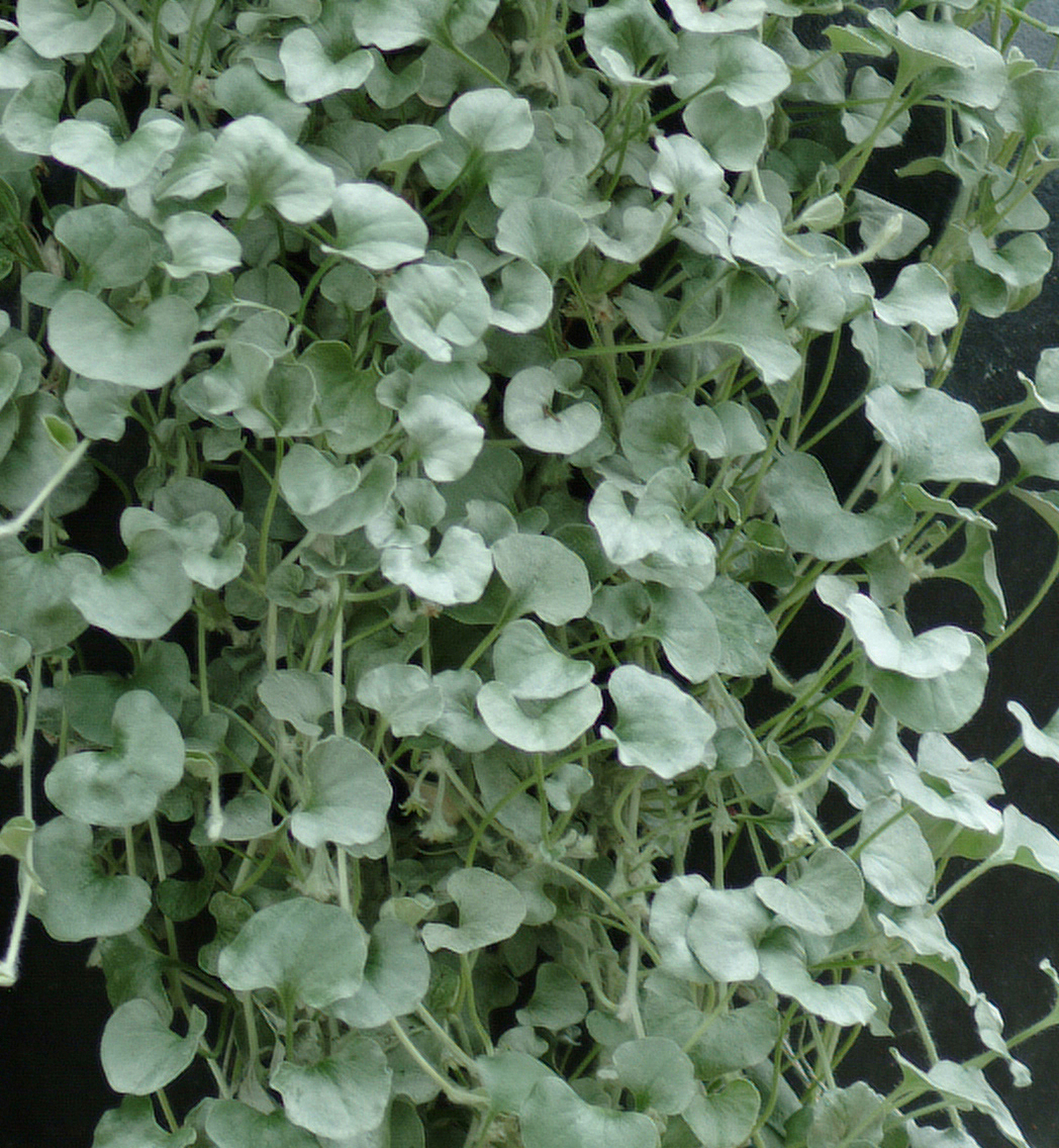Dichondra Silver Falls - Clesen Wholesale