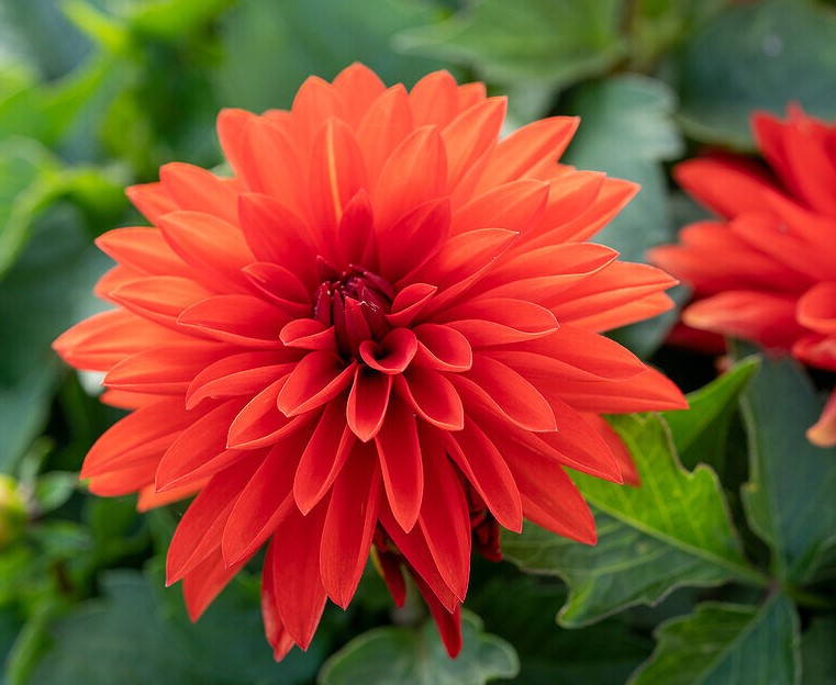 Dahlia Hypnotica Red - Clesen Wholesale