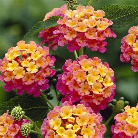 フラワー・リース natsuna Lantana Passionfruit - Clesen Wholesale