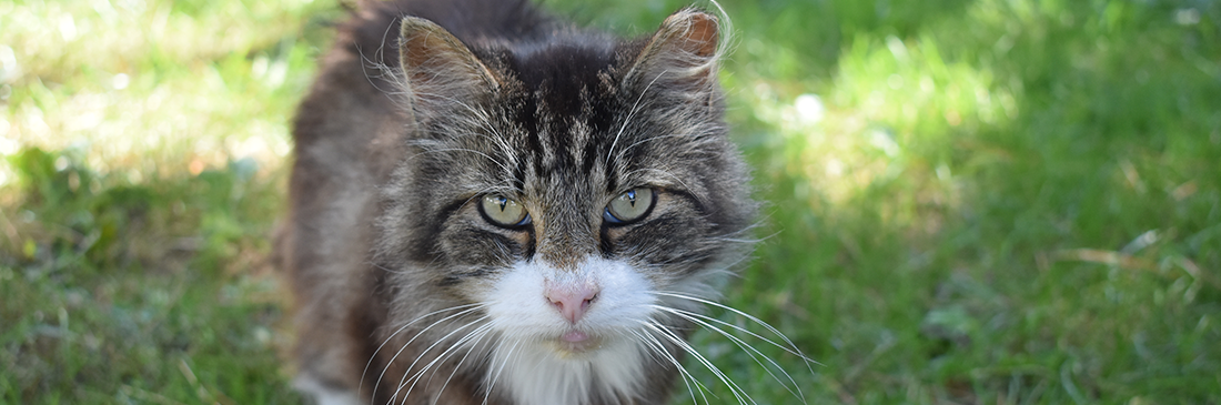 Some of the very first documentation of humans and cats together date back to ancient egypt when cats were also their guardians. Trap Neuter Return Program Cleveland Animal Protective League