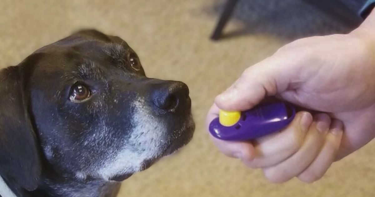 Why is clicker training effective?