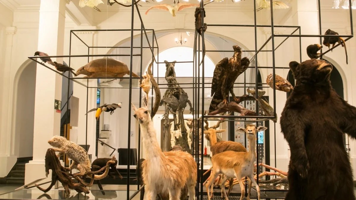 Museu de Zoologia – Curso: Possibilidades Educativas – Grátis