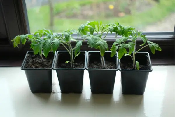 Cultivo Express: Plantas que Crescem Rápido e São Perfeitas para a Vida Urbana