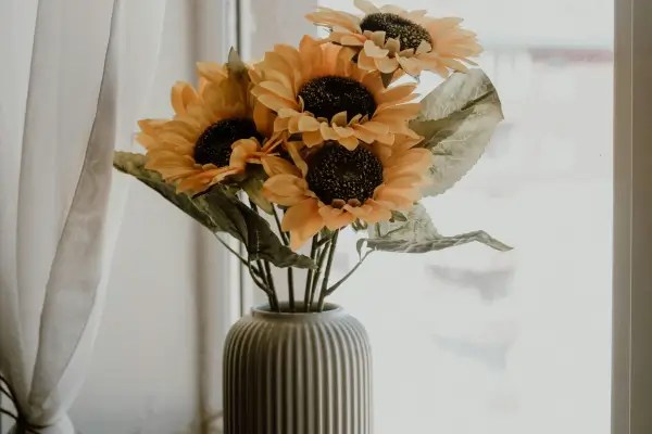 Girassóis na cidade – dicas para cultivar em pequenos espaços