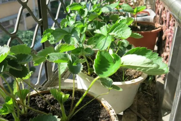 Cultivando temperos no parapeito da janela – sol, água e sucesso