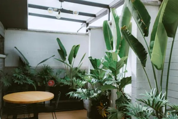 Luz Ideal para Jardins em Apartamentos: Dicas para Cada Tipo de Planta