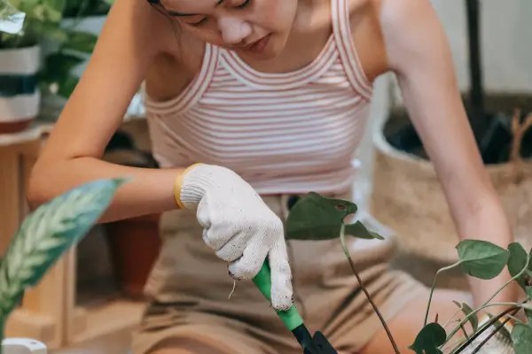 Cuidados Essenciais Pós-Poda: O Que Fazer para Sua Planta se Recuperar Rápido