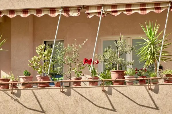 A Temperatura Ideal: Como Cuidar das Plantas em Ambientes Internos e Externos Urbanos