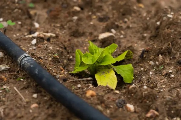Rega Inteligente: Como Criar um Sistema Sustentável em Espaços Pequenos