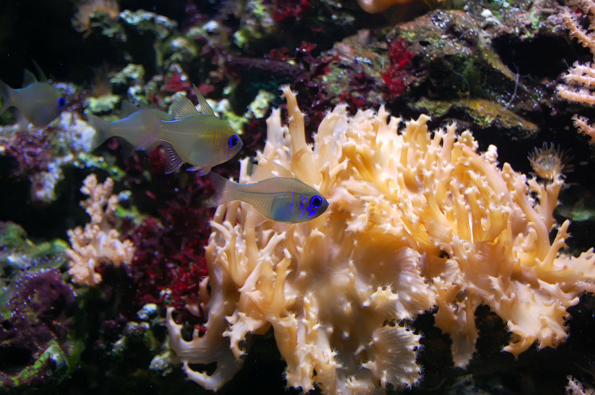 Fishy Findings: 100% Replication Failures - Vimarsana News