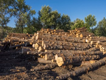 logging forest