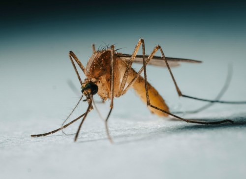 mosquito