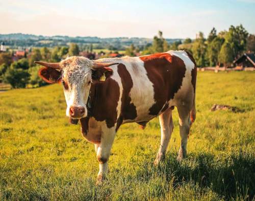 cow livestock cattle