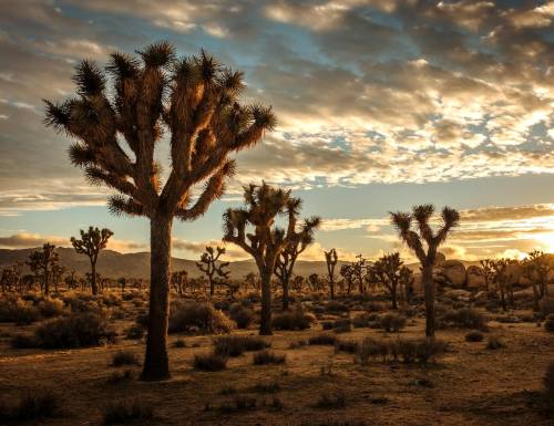 joshua trees