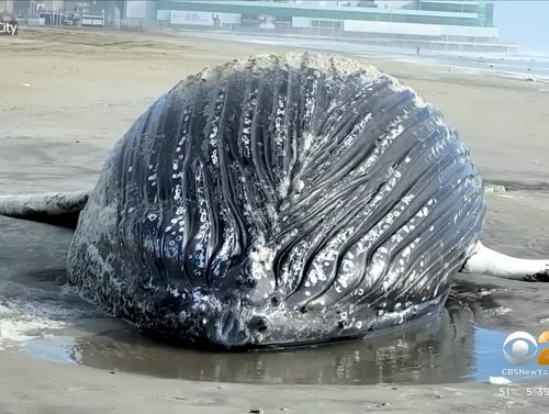beached whale nj