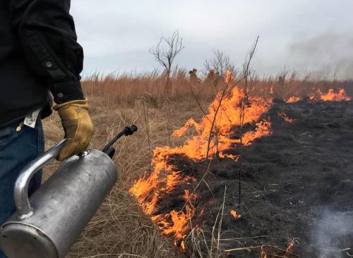controlled burn fire