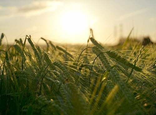 sun wheat field