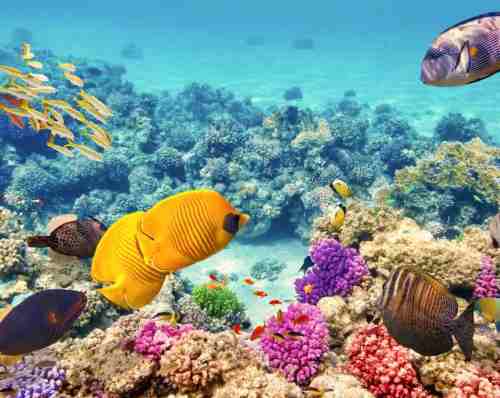 great barrier reef