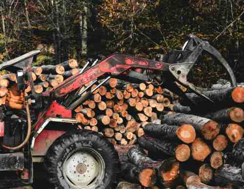 logging timber trees