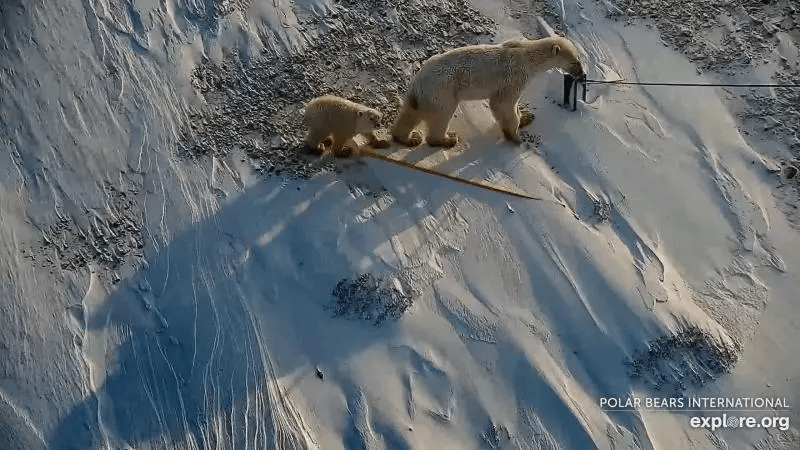 Where were the starving W. Hudson Bay polar bears in 2020 if the population had declined by 2021?