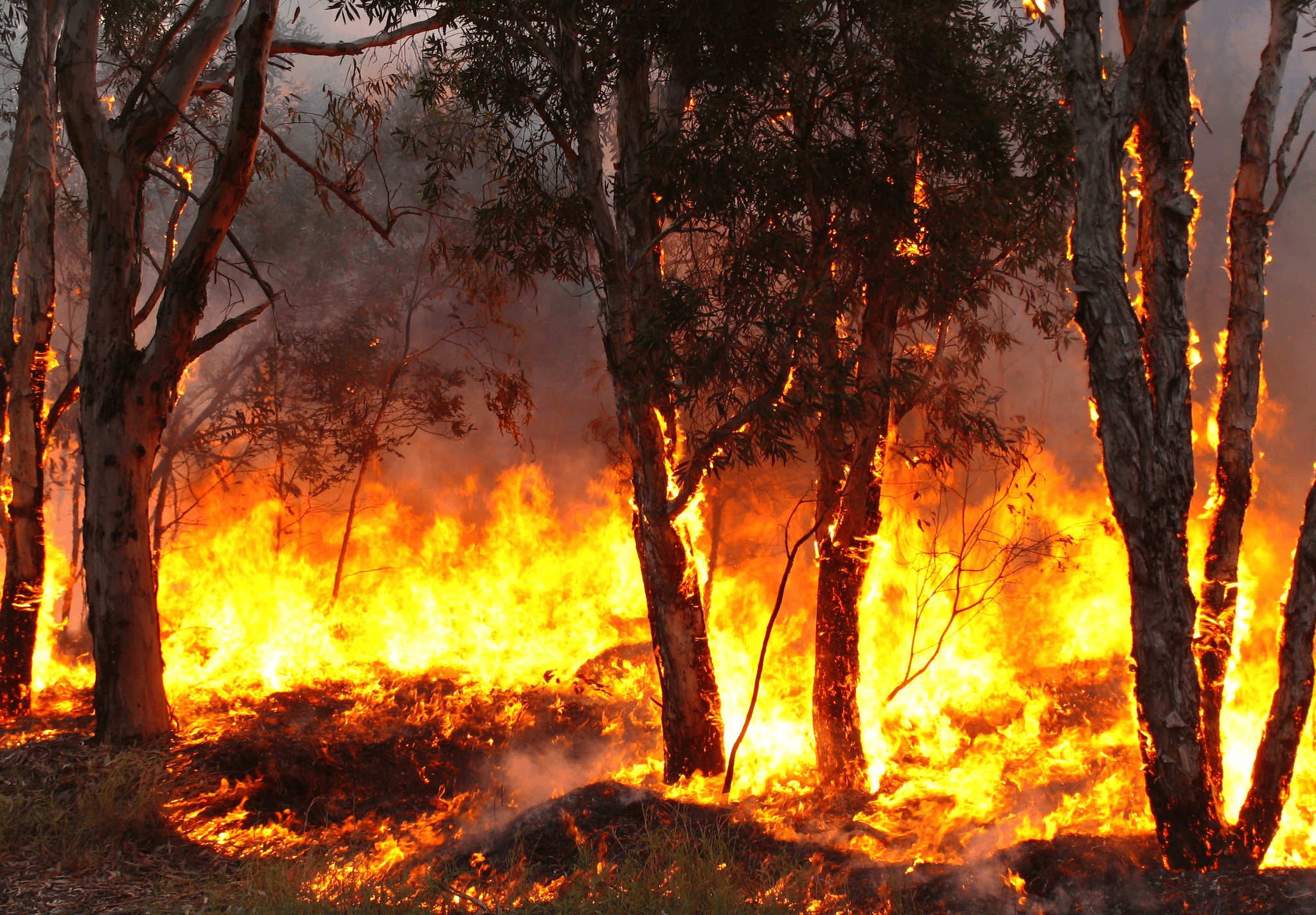 Monash Professor: Climate Change Driven Bushfires will Kill 2412 Aussies in the Next Decade