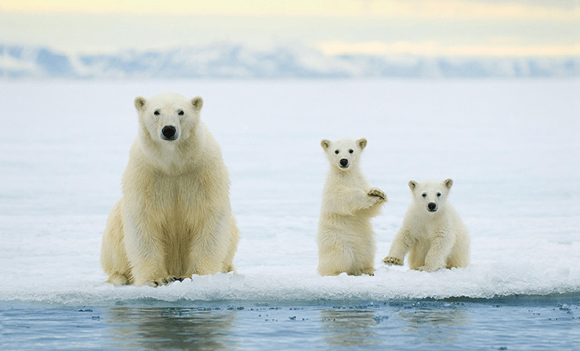 Inuit in Arctic Canada now observing higher numbers of polar bears, says government report